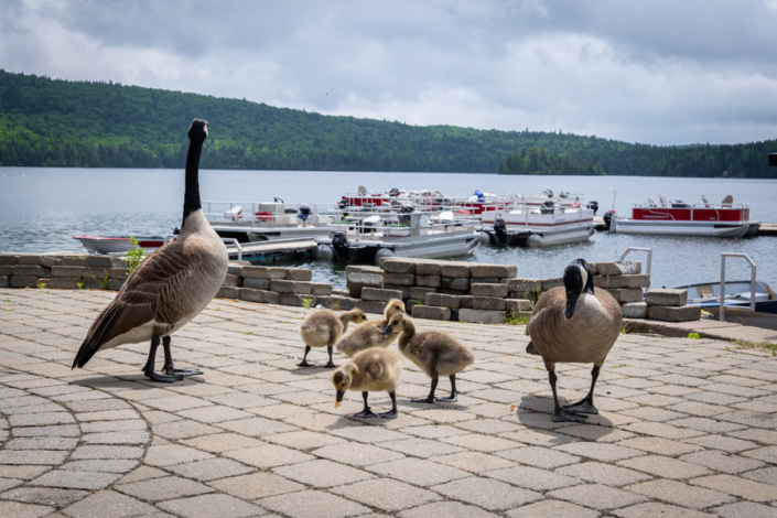 Outardes sur le quai de la pourvoirie Au Pays de Réal Massé dans Lanaudière